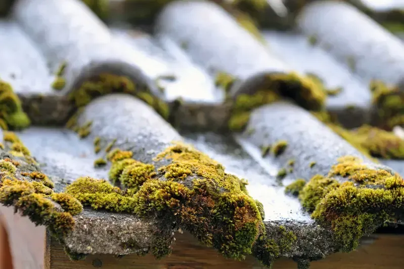 Toiture ancienne en tuiles grises fortement recouvertes de mousse verte